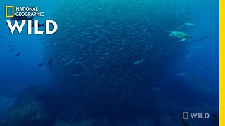 Prey Fish Create a Bait Ball | Galapagos: Enchanted Islands