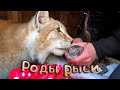 Сложные РОДЫ у РЫСИ Умки