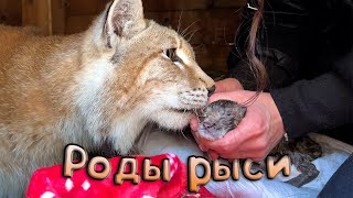 Difficult lynx birth