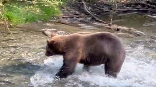 Hungry bears in Hyder Alaska by Sparks On The Go 664 views 8 months ago 10 minutes, 47 seconds
