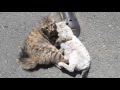 CATS FIGHT