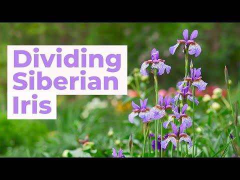 Video: Siberian Irises