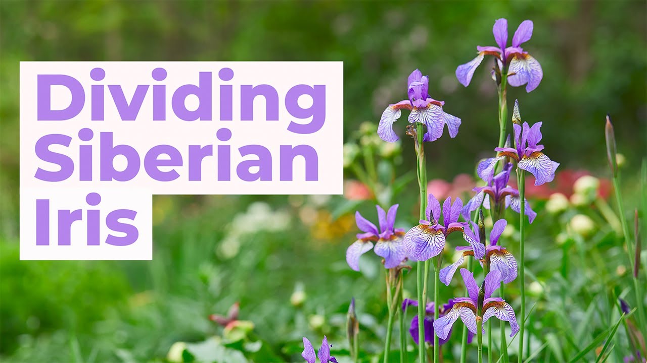 Siberian iris - FineGardening