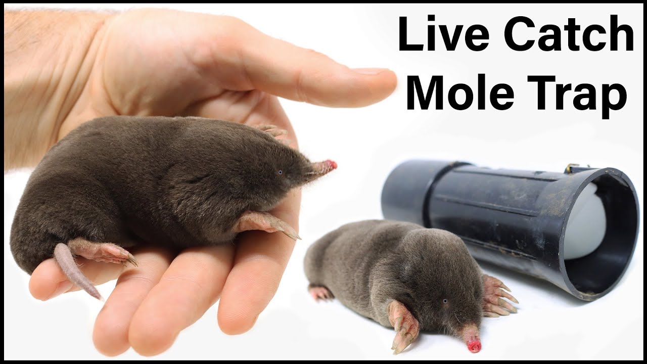 Live Trapping Moles   A Close Look At These FascinatingCreatures  Mousetrap Monday
