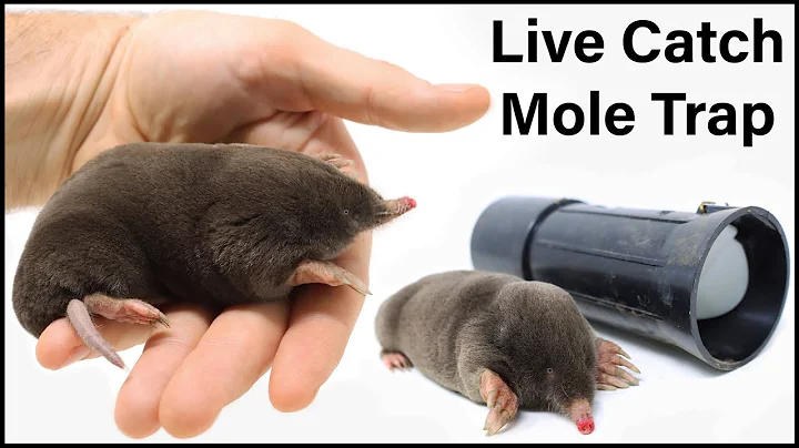 Live Trapping Moles - A Close Look At These FascinatingCreatures : Mousetrap Monday - DayDayNews