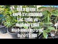 Qut gold negget sap sylaswood tc chua vn mn i loan bi 5 roi tt611