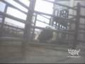 Warning: disturbing footage. Undercover investigation at Chinos Hallmark/Westland slaughterhouse