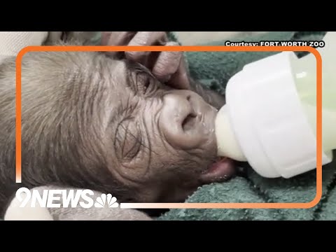 Dallas Zoo Delivers Baby Gorilla By C-Section