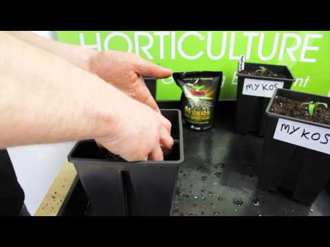Video: Giới thiệu về cà chua Sunmaster - Mẹo trồng cây cà chua Sunmaster