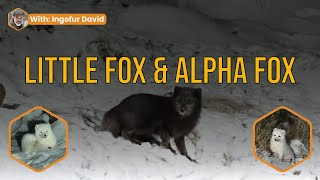 Solo Fox Adventures: A Scented Encounter in the Forest With Little Foxes and Alpha Foxes