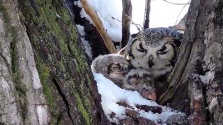 Mother Owl Feeding Her Babies