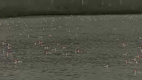 Zeiss DTI 3/35 - First video - Lots of birds in water