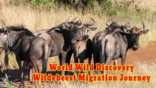 Discover Wildebeest Migration Journey 2023 | World Wild Discovery Channel 2023