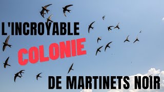 L'incroyable colonie de Martinets noirs - Alain Georgy