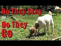 Do They Stay Or Go - How We Make Our Selections (Boer Goats)
