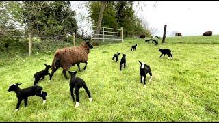 Moving lambs to fresh pasture is like herding cats by Zwartbles Ireland Suzanna Crampton 953 views 13 days ago 24 minutes