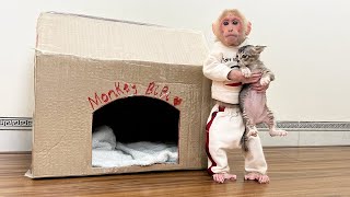Super monkey BiBi makes a new home for kittens!