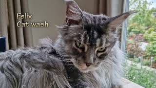 Maine coon Felix. Cat wash by Maine Coon Felix 1,413 views 1 year ago 55 seconds