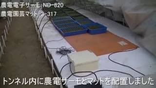 農電電子サーモと農電園芸マットを使った育苗の様子