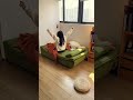 3WAYベルベットソファベッド🛋️💤おしゃれ＆多機能！ #tiaro #ティアロ #home #sofa #ソファベッド #convertiblesofa #fyp #shorts