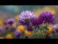 Relaxing Cello & Piano Music for Deep Study & Calm | Tranquil Instrumental Duet