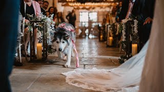 Our Husky Was The Ring Bearer At Our Wedding!. [CUTEST VIDEO EVER!!]