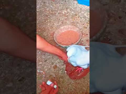 علاج ترويق البيض تزاوج الحمام  ابورياض الحمام اللاحم الفرنسى