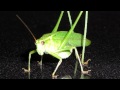 Sonido de Grillos en la Noche - Sonidos de Animales para niños