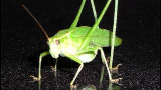 Sonido de Grillos en la Noche - Sonidos de Animales para niños