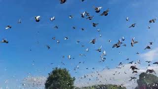 Duivenlossing Tulle 2022