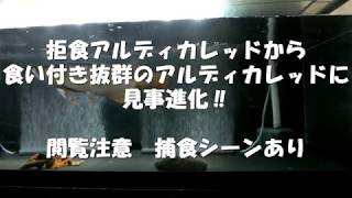 拒食アルディカレッドから食い付き抜群のアルディカレッドに進化 アロワナ飼育 過背金龍 紅龍 アルディ 検索動画25 拒食アルディカレッドから食い付き抜群のアルディカレッドに進化 アロワナ飼育 過背金龍 紅龍 アルディ 検索動画 25