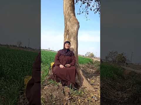 تحت الشجر يا وهيبه ياما كلنا البرتقال شرطت عينيك يا وهيبه جارحه قلوب الجدعان