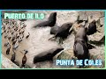 Punta de Coles🐧 y Puerto de Ilo🌞 Moquegua | Perú | ASR🚐