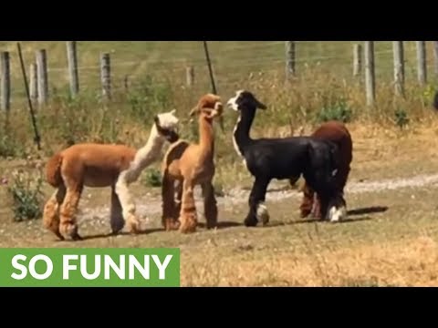 alpaca herding dogs