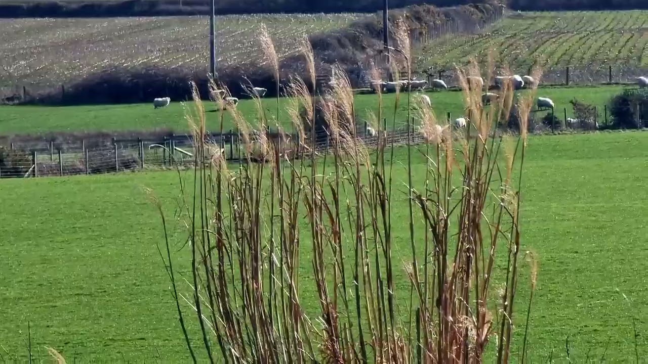 #sunnyday #sheep #sky #clouds 
