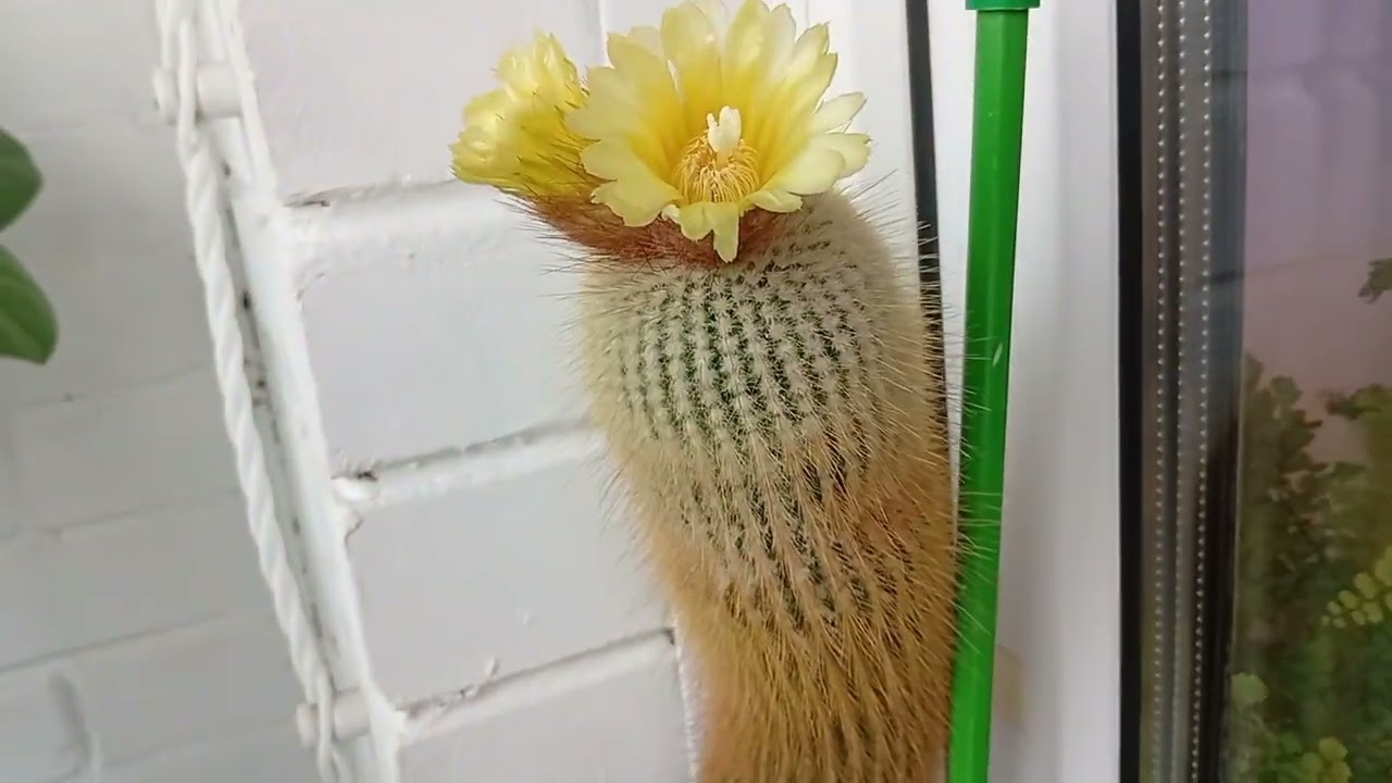  Нотокактус Ленингхауза, или Лимонный Шар (Notocactus Leninghausii) - новое цветение 