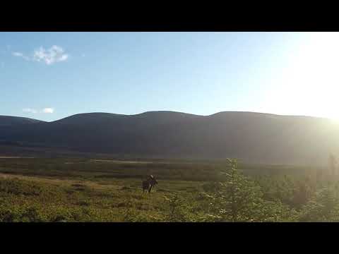 Archery Moose Hunt Newfoundland