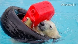 楽しむポロロのひとり遊び~Polar Bear cub is playing