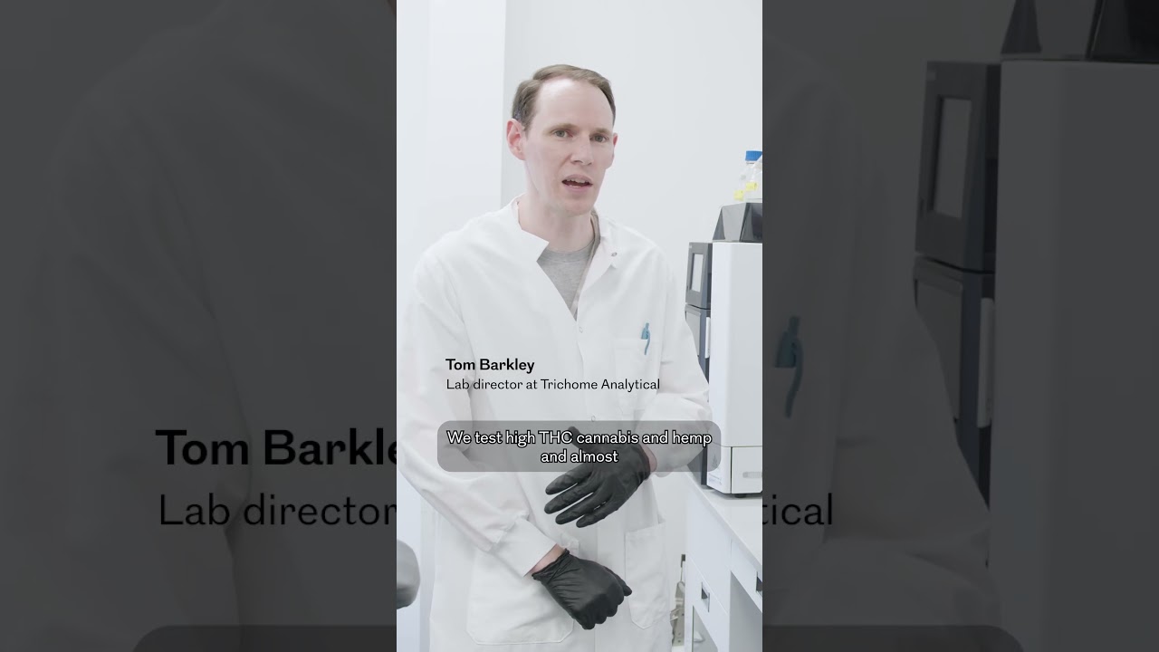 What is actually in Philly's "gas station weed"?