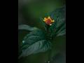 abu toha mohammad adnan #shortvideo #islamicvideo