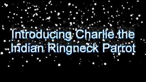 Indian Ringneck Parrot Charlie, Cruisers brother talking CC