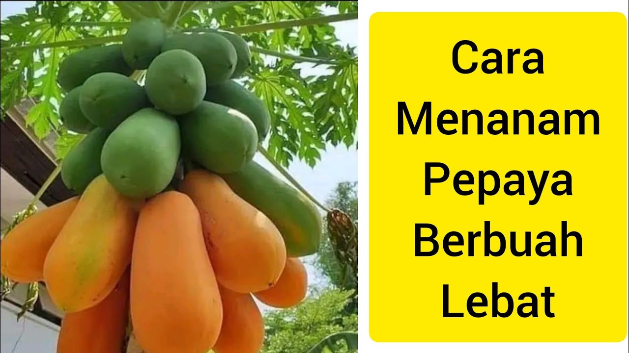 cara menanam pohon pepaya berbuah lebat YouTube