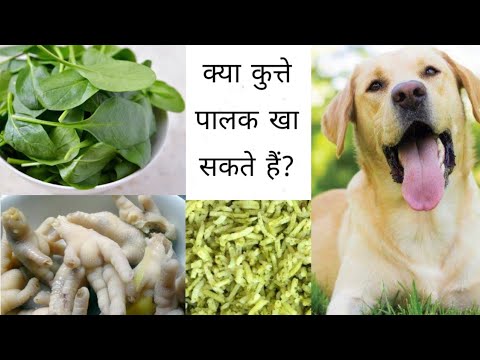 वीडियो: क्या कुत्ते पालक खा सकते हैं?