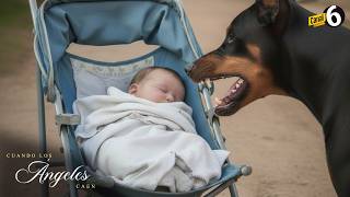 Download Lagu Madre adolescente se va de fiesta y deja a su hijo con un perro dóberman MP3 Download Lagu Madre adolescente se va de fiesta y deja a su hijo con un perro dóberman MP3