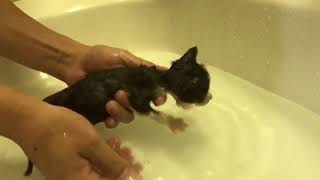 風呂が嫌いじゃない子猫がかわいい　　The kitten don't hate bath but a kitten don't like bath either.