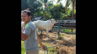 Story WA Peternak sapi #6 (GAK PERNAH CUKUP)