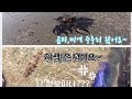 통개항 미역 곰피 주으러 왔는데 해삼이?!여행객 고립될뻔한 위험상황 발생 ㅠㅠ#해루질#해삼