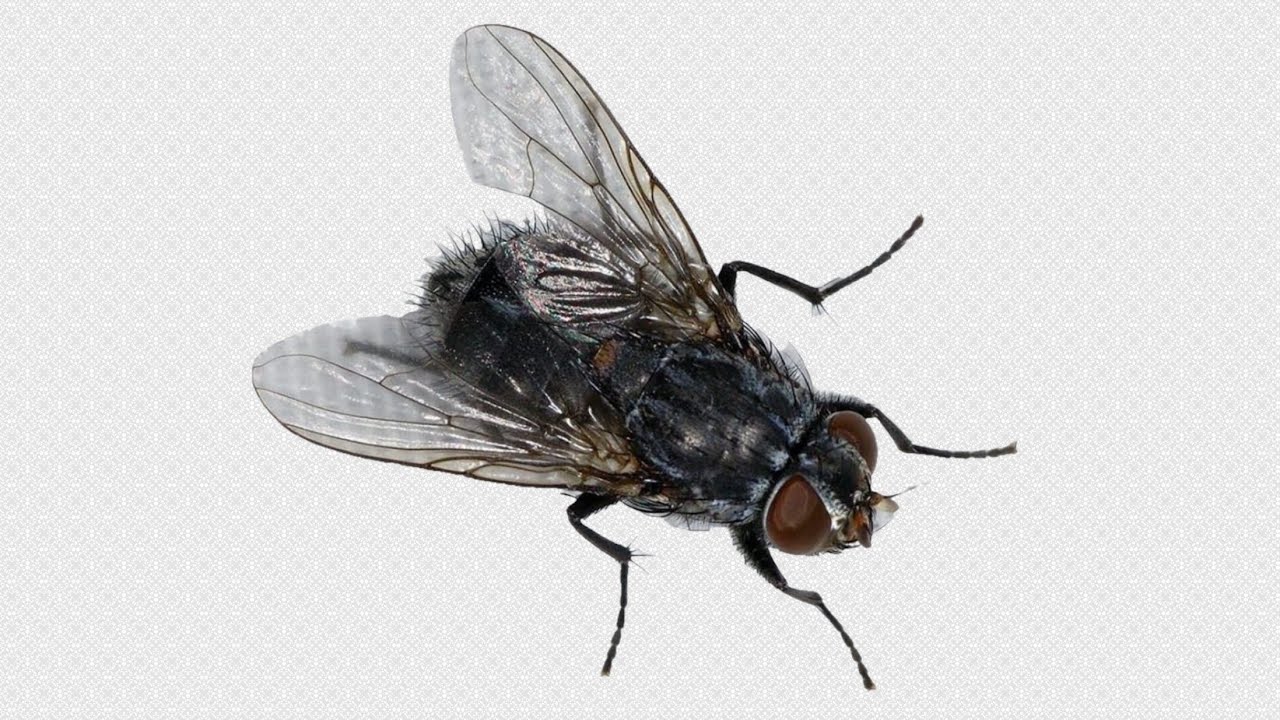 убил 9838 мух, в честь 9838 подписчиков