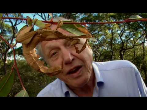 The Stick Insect