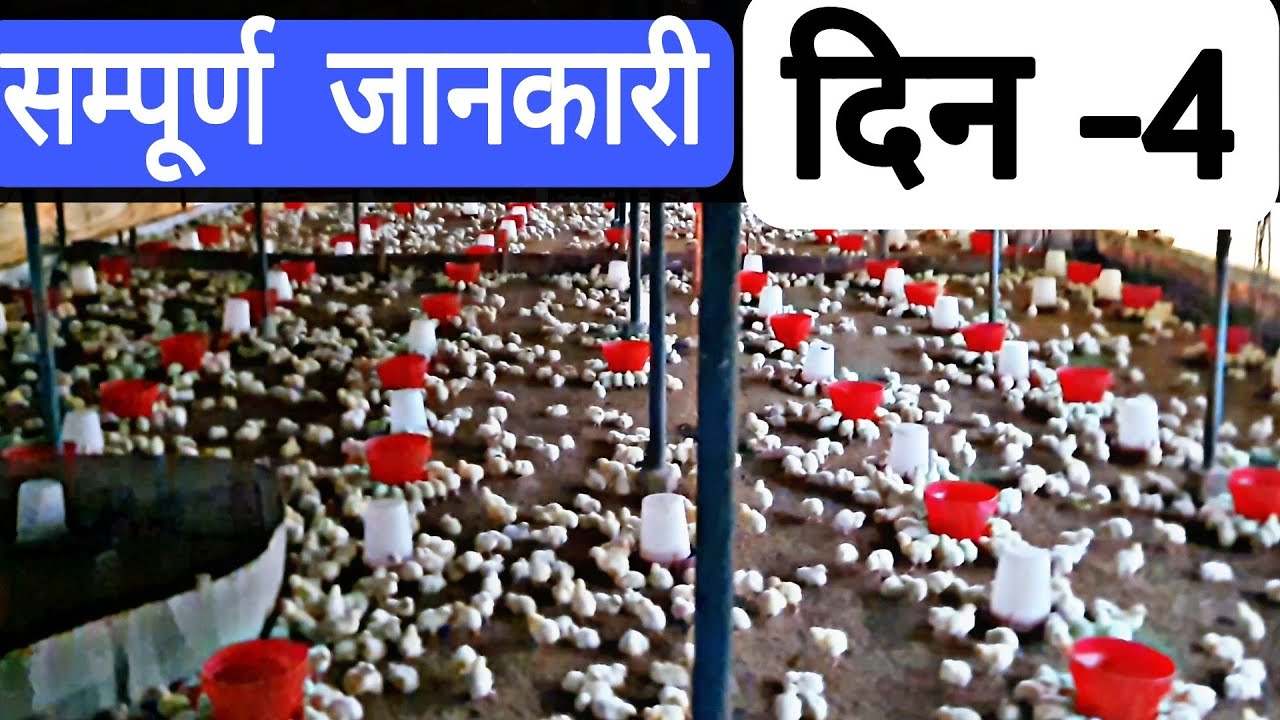 poultry farm me day 4 ki poori jankari